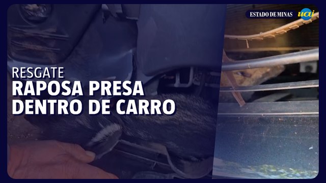 Bombeiros resgatam raposa presa na parte inferior de carro em Uberlândia