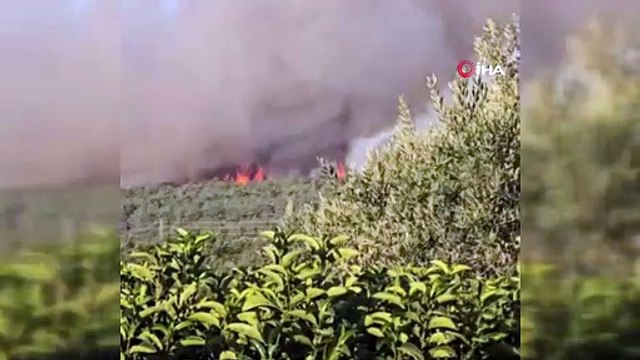 İzmir’de ormanlık alanda yangına havadan ve karadan müdahale