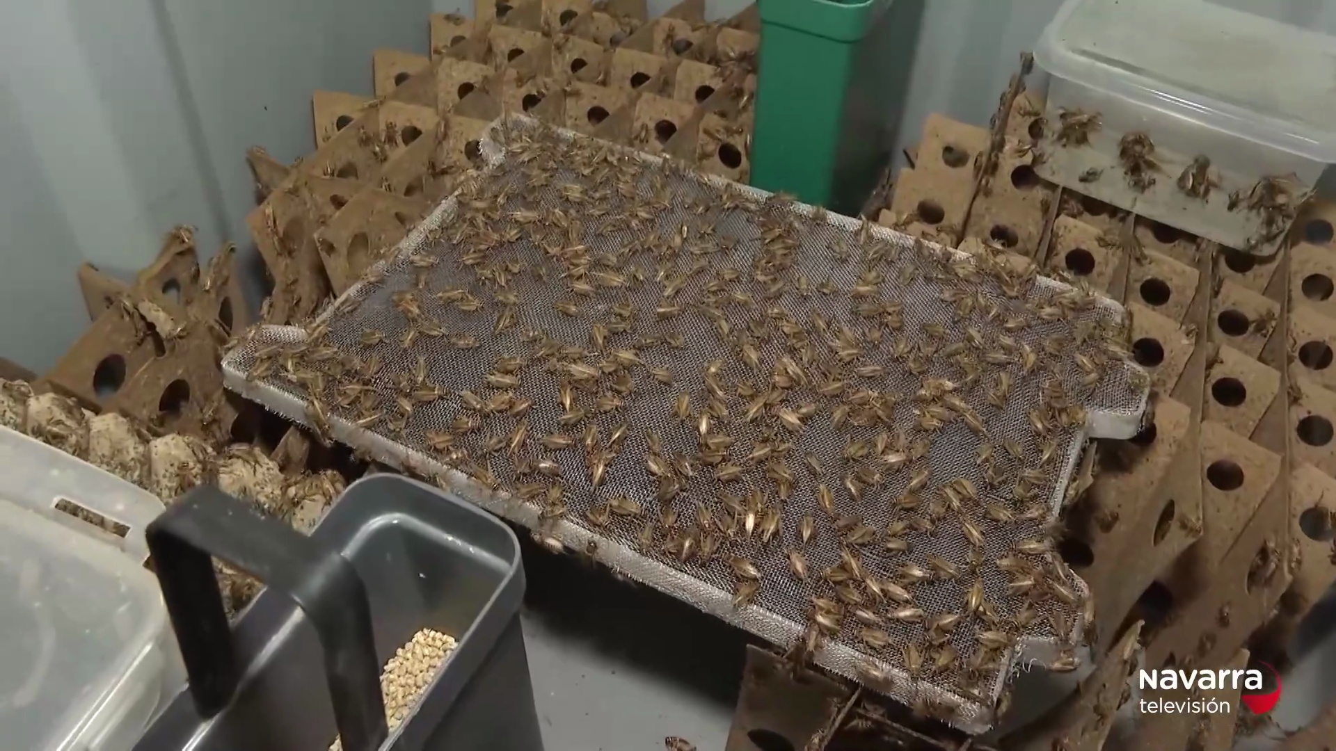 Harina de grillos para consumo humano