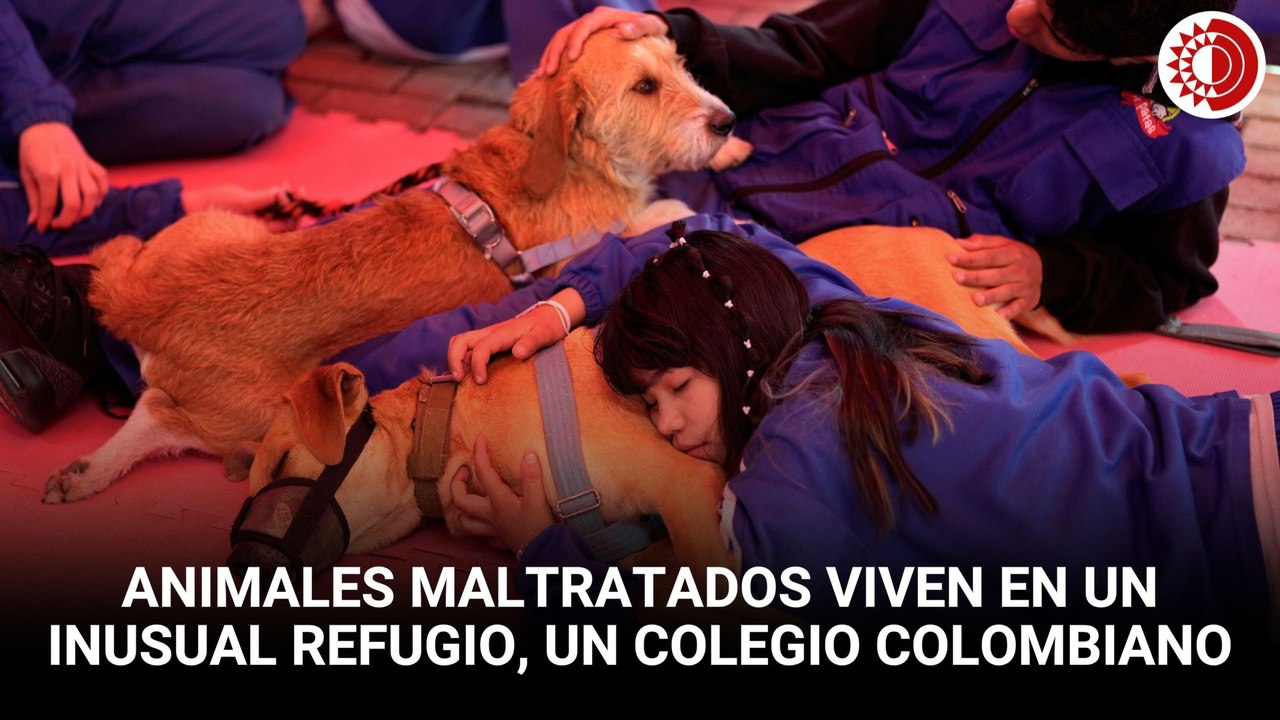 Proyecto “Amigos de 4 patas”: niños aprenden con perros y gatos rescatados