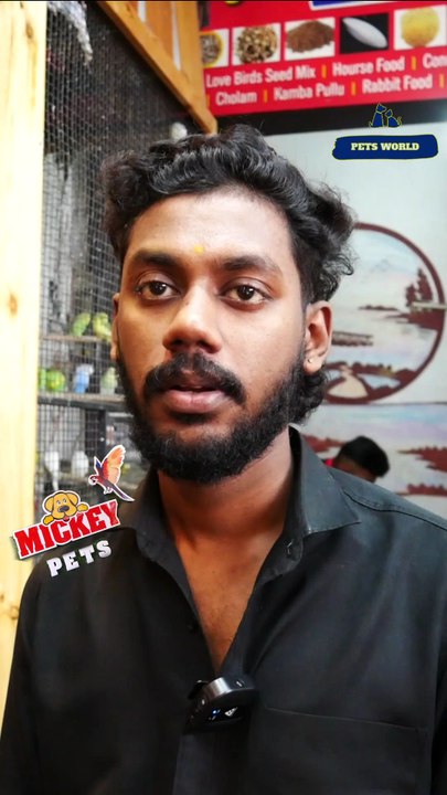 Sun Cheeked Conure Pair | സൺ ചീക്ക് കോന്യൂർ ജോഡികൾ #petsworld #conure  ഈ ഷോപ്പിന്റെ അഡ്രസ്സ് "മിക്കി  പെറ്റ്സ്" ബി‌ജെ‌പി ജില്ലാ ഓഫീസിന് സമീപം,പത്തനംതിട്ട.ഫോണ്‍ നമ്പര്‍ - 80896 90746/98463 90746/ 0468 2964521Mickey Pets & Aquarium,Pathanamthitta