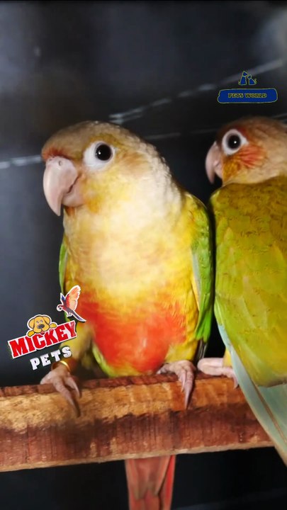 Pineapple Conure Pair | പൈൻ ആപ്പിൾ കോന്യൂർ ജോഡികൾ #petsworld #conure  ഈ ഷോപ്പിന്റെ അഡ്രസ്സ് "മിക്കി  പെറ്റ്സ്" ബി‌ജെ‌പി ജില്ലാ ഓഫീസിന് സമീപം,പത്തനംതിട്ട.ഫോണ്‍ നമ്പര്‍ - 80896 90746/98463 90746/ 0468 2964521Mickey Pets & Aquarium,Pathanamthitta