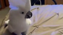 this parrot's laugh will destroy you 😂😂😂