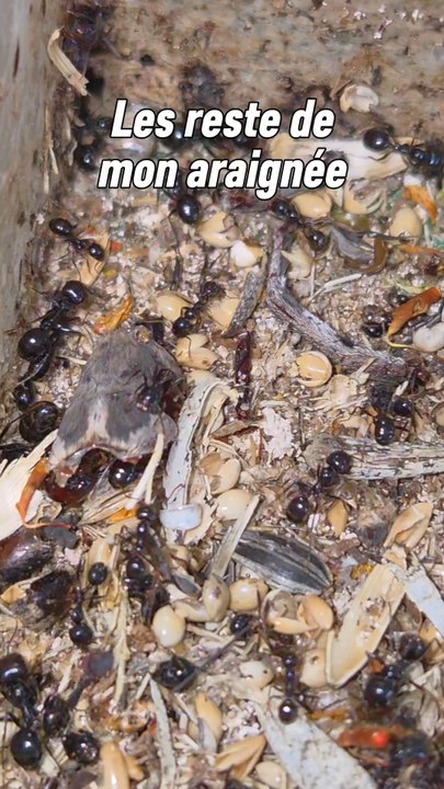 Comme vous pouvez le voir il reste seulement la partie extérieur de l'araignée.J'aurai d'ailleurs probablement pu la naturaliser en gardant les parties externes avant de donner ce qui se mange aux messor.Mais je vais y penser la prochaine fois ! 😊