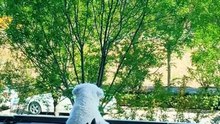 Cute Dog Moment☺️
