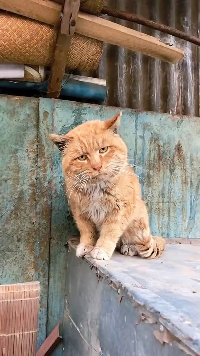 I think she speaks🤣🐱