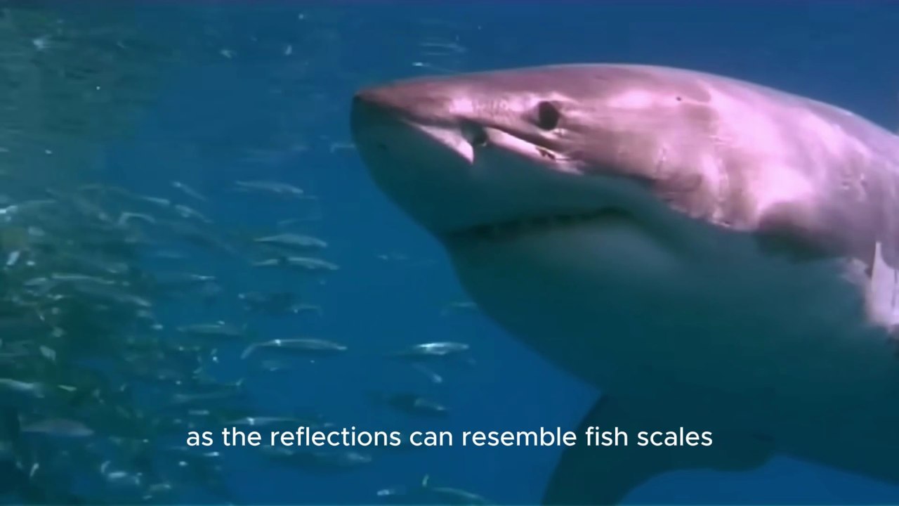 Don’t Enter the Sea Until You Watch This – How to Survive a Shark Attack