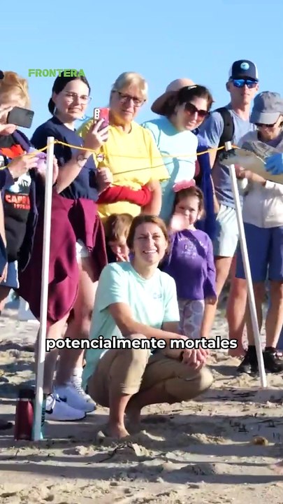 ¡Regresan a casa! Seis tortugas marinas, incluidas cinco lora en peligro crítico de extinción 🐢❤️‍