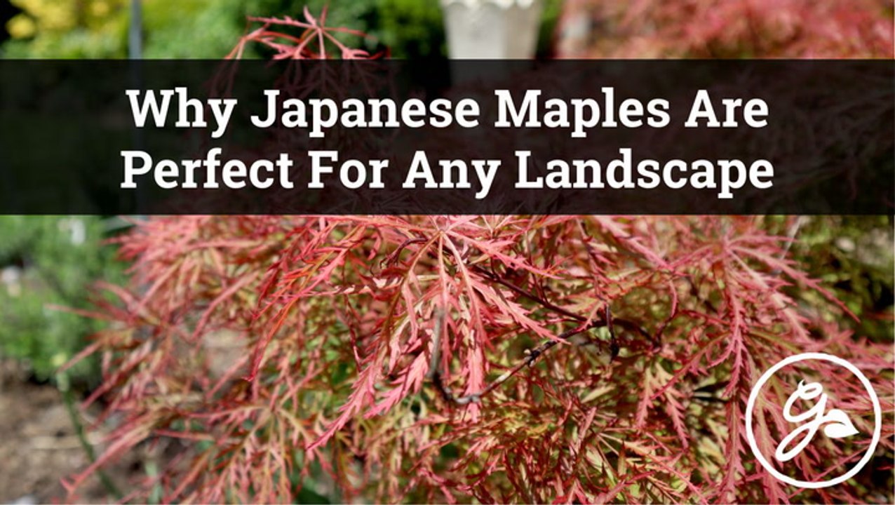 How To Use Japanese Maples In The Landscape - video Dailymotion