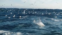 Penhascos Selvagens: A Vida Secreta dos Pássaros Marinhos do Norte