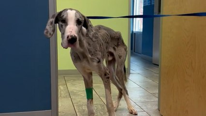 Starving Great Dane Puppy Doubles His Weight