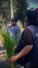 Arroz en el desierto: La revolución agrícola en Chile