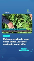 Mejoran semilla de papa en los Valles Cruceños cuidando la nutrición