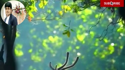 Cheetah vs Black Cheetah: Epic Chase for the Deer