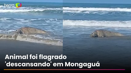 Elefante-marinho-do-sul é visto 'descansando' em praia no litoral de SP