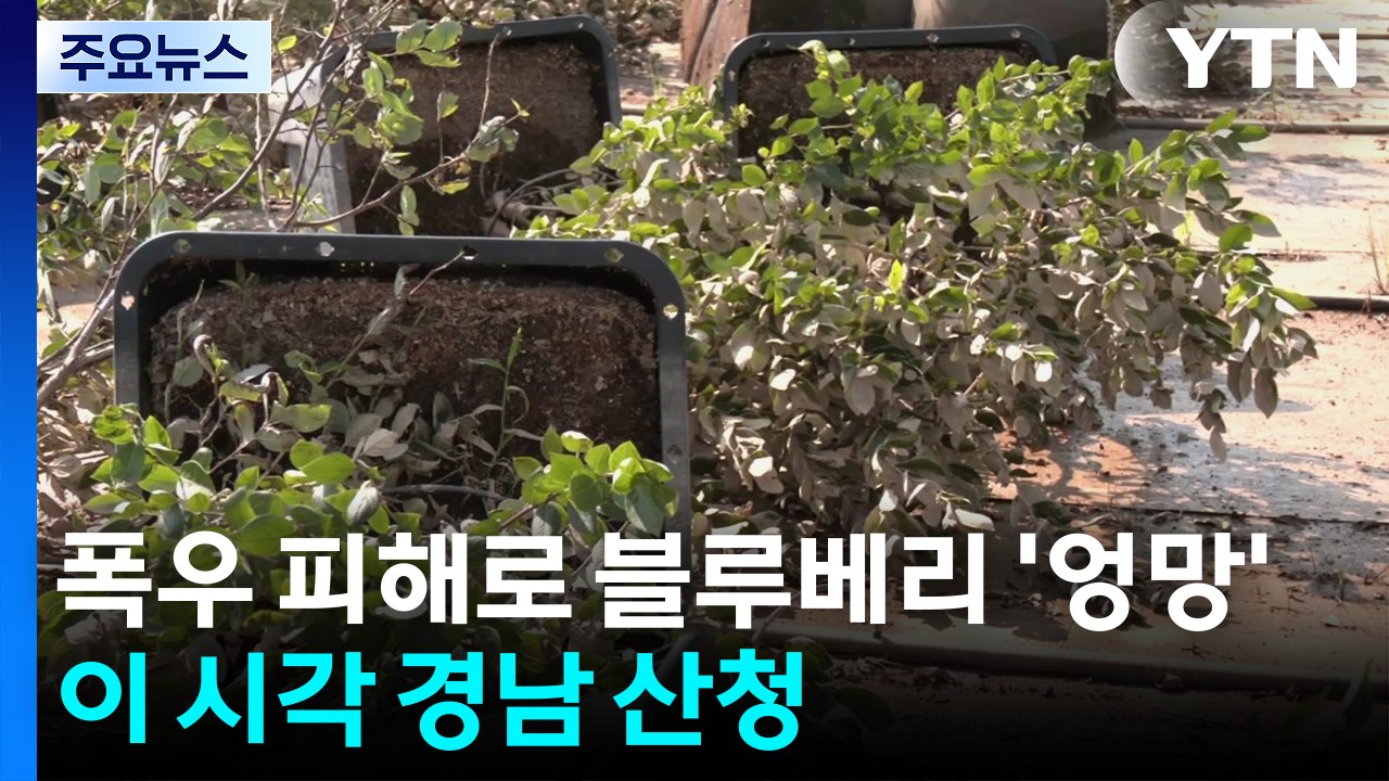 폭우 피해로 블루베리 '엉망'...이 시각 경남 산청 / YTN