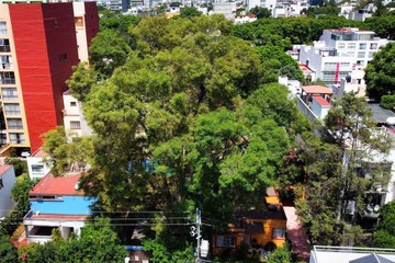 Árboles protegidos en CDMX: ¿qué son, dónde están y qué significa que sean patrimonio natural?