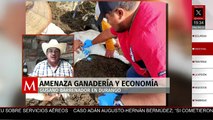 Casos de gusano barrenador amenaza la economía en Durango