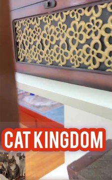 Fluffy Friends: The Purrfect Companions #catsofdailymotion #cutecats #funnycats #catvideos #cats #kittens #pets #animals #viral #dailymotion