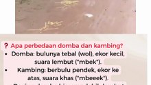❓ Apa perbedaan domba dan kambing #news