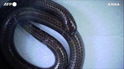 Barbados, riscoperto il serpente piu' piccolo del mondo