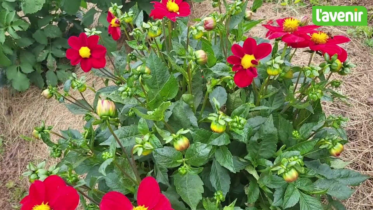 Les cultures du Raideu : un projet floral écoresponsable dans le village d'Xhoffraix à Malmedy