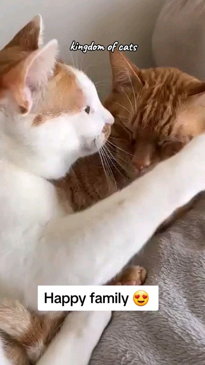 cute cat video