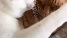 cute cat video
