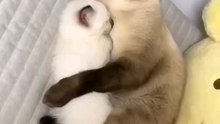 happy cats family