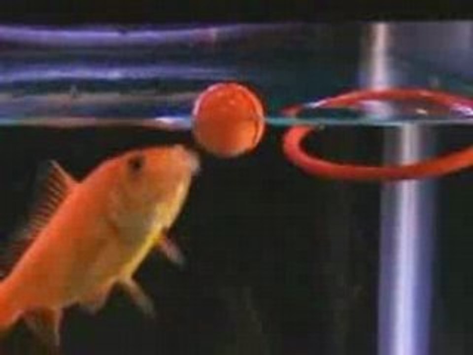 Pet Goldfish trained to play NBA Basketball Sports - video Dailymotion