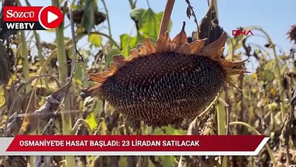 Osmaniye’de ayçiçeği hasadı başladı