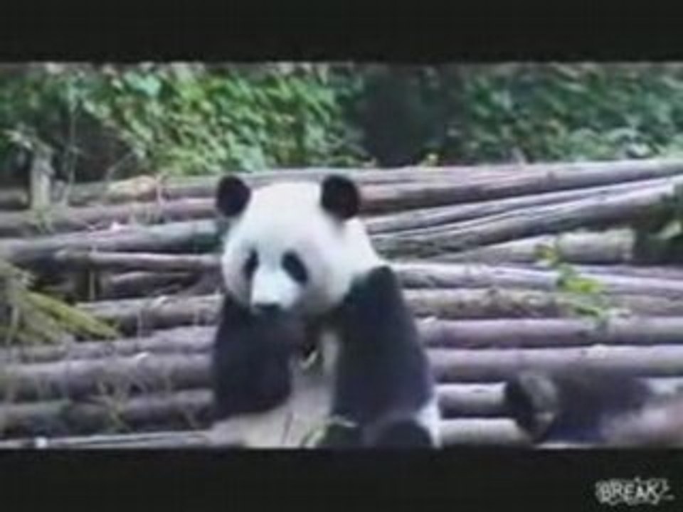 Panda Sneeze Attack