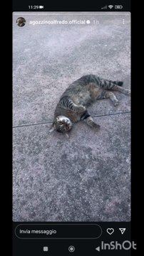 agozzinoalfredo i miei gatti