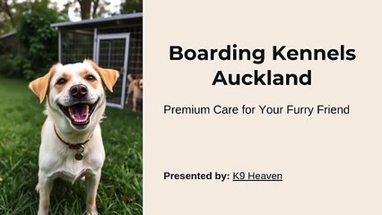 Boarding Kennels Auckland_K9 Heaven