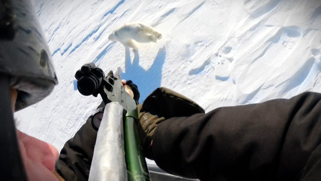 Eisbärblut für die Klimaforschung: Auf Jagd in der Arktis