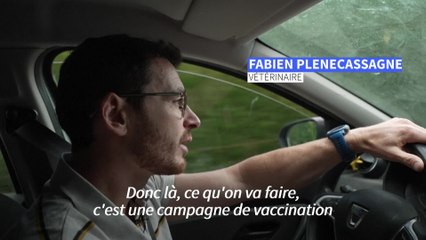 Dermatose des bovins: course contre la montre pour endiguer l'épidémie
