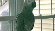 this parrot calls the cat… but wait till you hear how! 😂