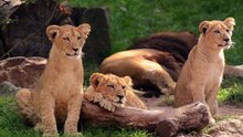 Os animais mais fofos do mundo  n•83