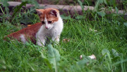 A Pet Kitten Resting And Trying To Catch Insect In The Grass