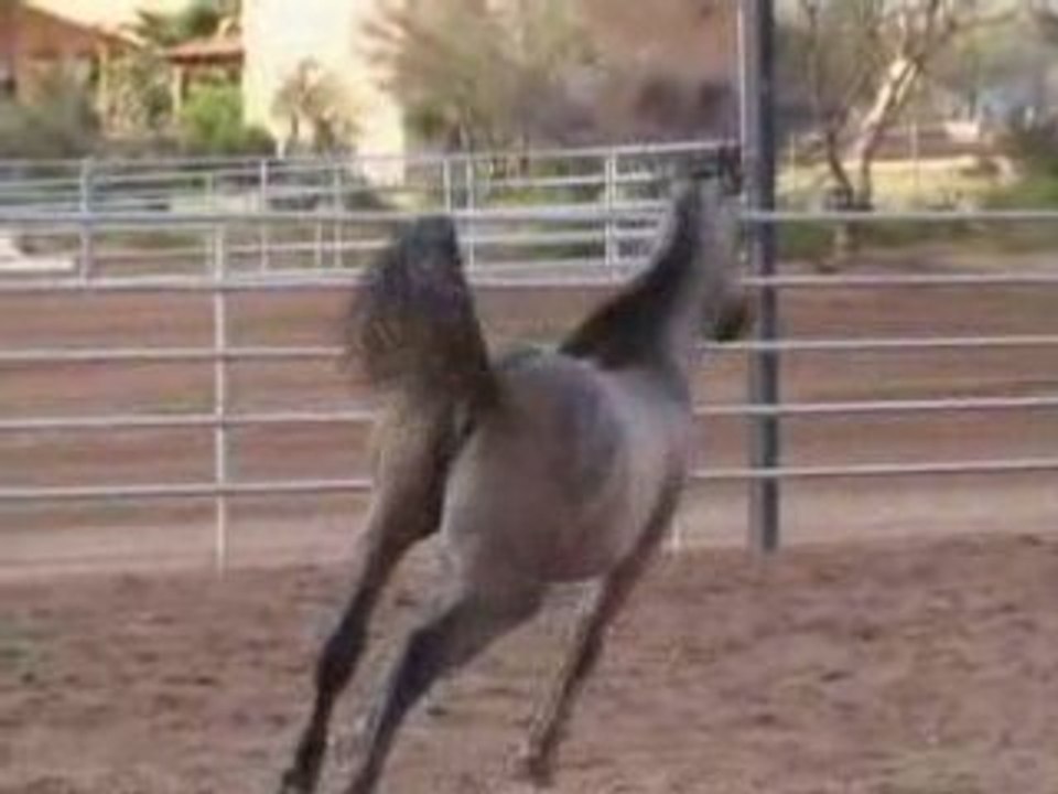 arabic horse