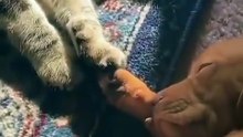 dogs & cats — pure love moment 🐶❤️🐱