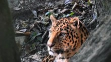 Os animais mais fofos do mundo N•110
