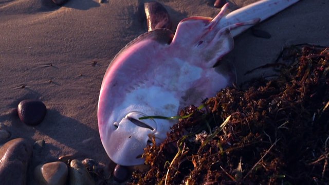 Modelling shows toxic South Australia algal bloom could spread further