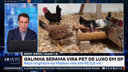 Samy Dana: Menor galinha do mundo vira pet de luxo | IA NEWS