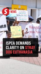 ISPCA urges transparency on SOP for euthanising stray dogs