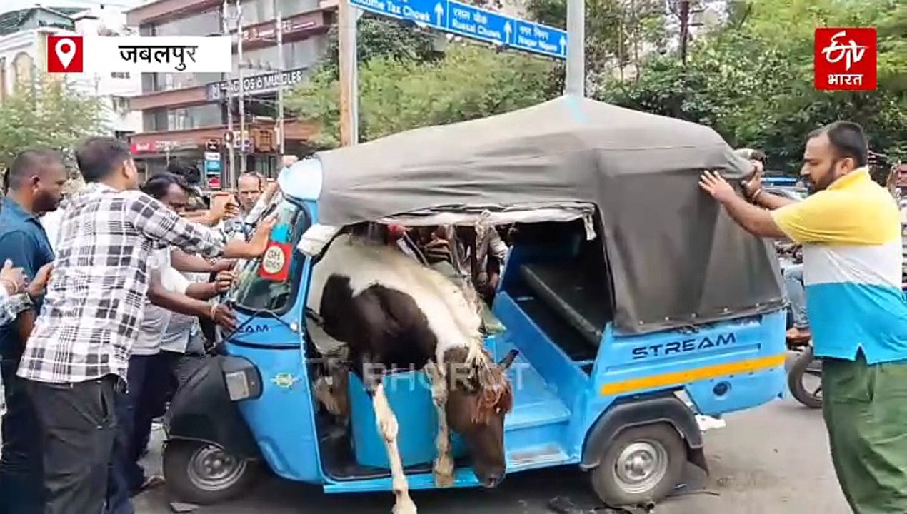 घोड़े ने ऑटो में बैठे ड्राइवर और सवारी को बाहर कर थामी स्टेयरिंग, देखें दिलचस्प वीडियो