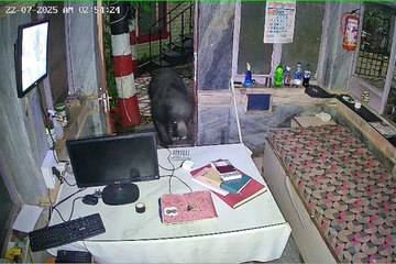 होटल के रिसेप्शन पर पहुंचा भालू...