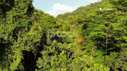 Bhalu Aur Jadui Ped | Urdu Moral Story for Kids | Animated Jungle Cartoon