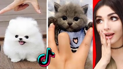 Top 10 Cutest Animals in the World 🐾