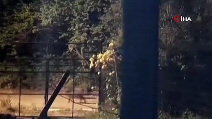 Aç kalan domuz sürüsü yerleşim yerine indi